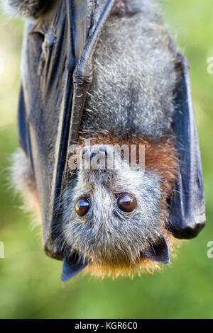 Grey-headed Flying-fox (Pteropus poliocephalus). Juvenile female in care recovering from barbed wire entanglement (captive). Hopkins Creek. Australia. Stock Photo