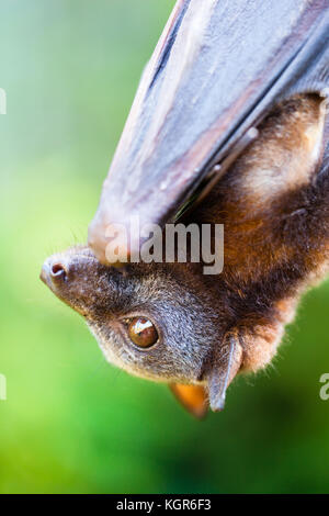 Pteropus scapulatus little red flying fox colony in Mangrove trees ...