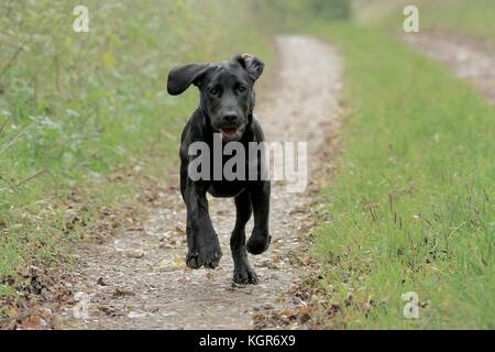 Black Labrador Puppy running Stock Photo