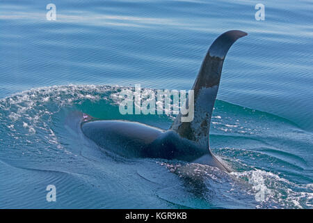 Orca Swimming in the Waters of Prince William Sound near Valdez, Alaska Stock Photo