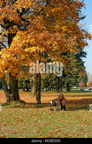 Elderly woman using a support walker under a colorful maple tree in the autumn, Locarno Beach Park, Vancouver, BC, Canada Stock Photo