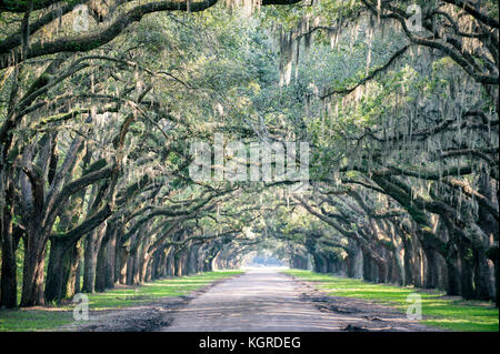 Trees overhanging with spanish moss in Southern USA Stock Photo - Alamy