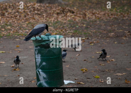 Hooded crow at garbage bin Stock Photo