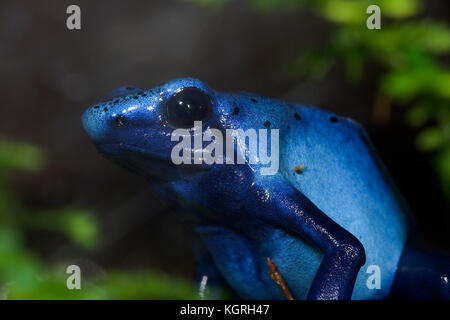 Blue Poison Dart Frog, Dendrobates azureus Stock Photo