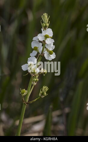 Sagittaria lancifolia, Bulltongue arrowhead, in flower in the Everglades, Florida. Stock Photo