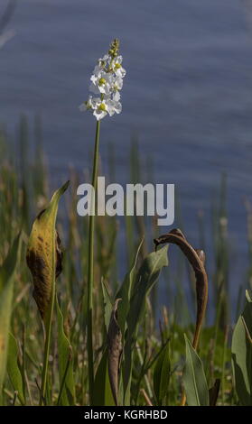 Sagittaria lancifolia, Bulltongue arrowhead, in flower in the Everglades, Florida. Stock Photo