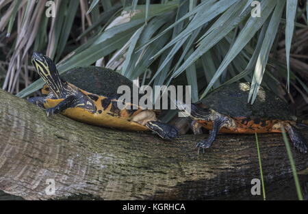 Florida red-bellied cooters, or Florida redbelly turtle, Pseudemys nelsoni basking on a log; Everglades, Florida. Stock Photo