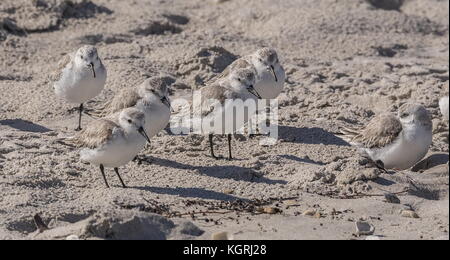 Group of Sanderlings, Calidris alba, adults in winter plumage feeding on sandy shore. Stock Photo