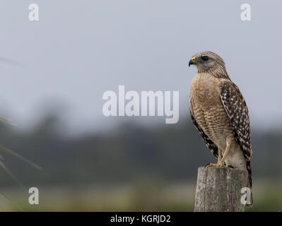 Adult Red-shouldered hawk, Buteo lineatus perched on fence-post, Florida. Stock Photo