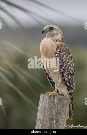 Adult Red-shouldered hawk, Buteo lineatus perched on fence-post, Florida. Stock Photo