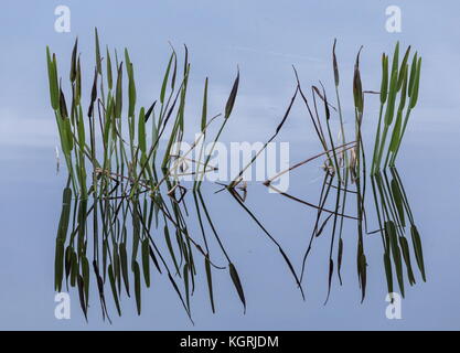 Sagittaria lancifolia, Bulltongue arrowhead, leaves with reflections, evening. Florida. Stock Photo