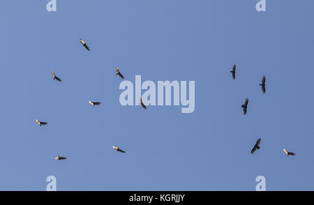Turkey vultures, Cathartes aura, in flight searching for food by sense of smell. Florida. Stock Photo
