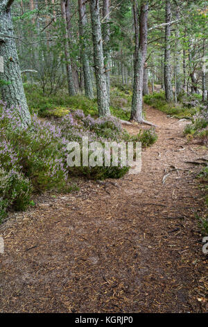 Forest path at Abernethy Forest in the Cairngorms National Park of Scotland. Stock Photo