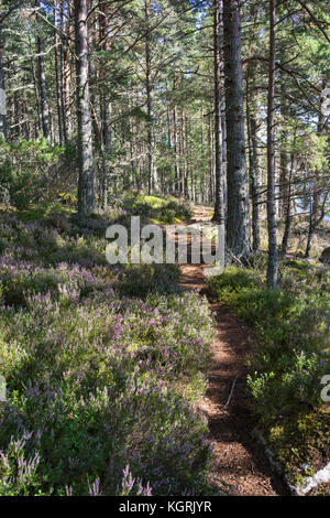 Forest path at Abernethy Forest in the Cairngorms National Park of Scotland. Stock Photo