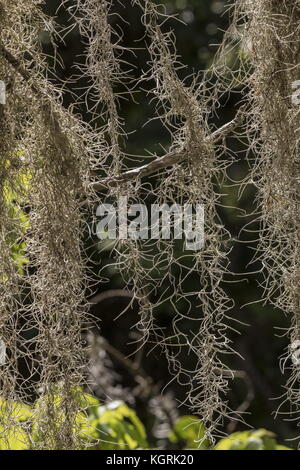 Spanish moss, Tillandsia usneoides, growing as epiphyte on oak; Florida. Stock Photo