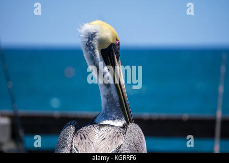 Pelican in Dania Beach fishing pier, Florida Stock Photo