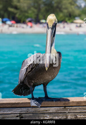 Pelican in Dania Beach fishing pier, Florida Stock Photo