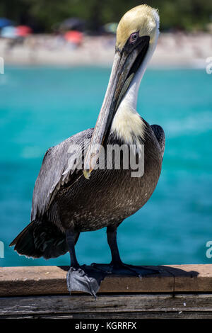 Pelican in Dania Beach fishing pier, Florida Stock Photo