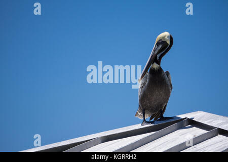 Pelican in Dania Beach fishing pier, Florida Stock Photo