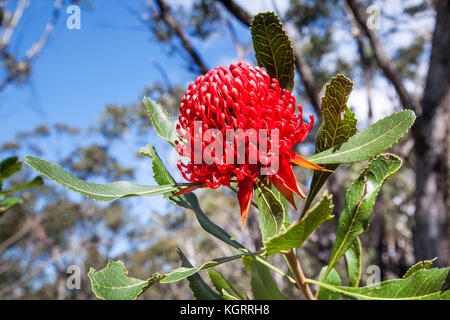 flowering Waratah (Telopea speciosissima) at Brisbane Water National Park, Central Coast of New South Wales, Australia. The Waratah is the floral embl Stock Photo