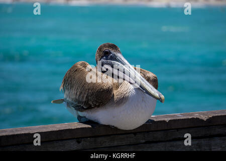 Pelican in Dania Beach fishing pier, Florida Stock Photo