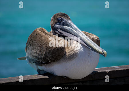 Pelican in Dania Beach fishing pier, Florida Stock Photo