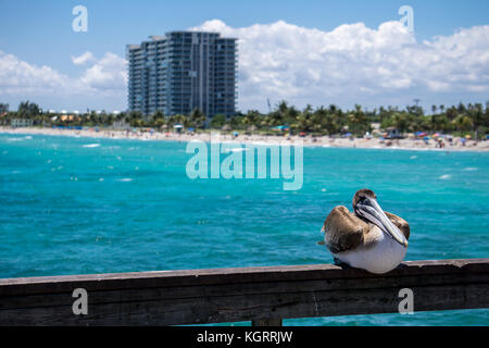 Pelican in Dania Beach fishing pier, Florida Stock Photo