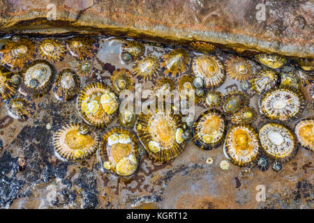 Australia, New South Wales, Central Coast, Bouddi National Park, assortment of limpets exposed at low tide in a rockpool at Maitland Bay Stock Photo