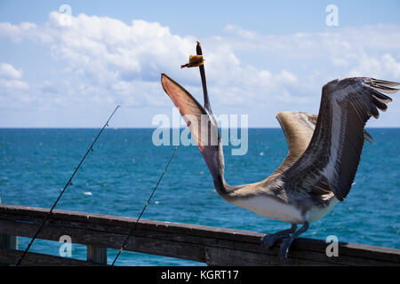 Pelican in Dania Beach fishing pier, Florida Stock Photo