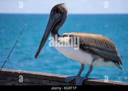 Pelican in Dania Beach fishing pier, Florida Stock Photo