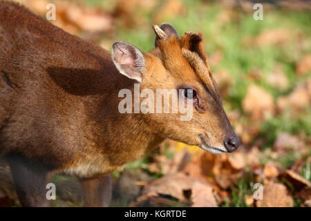 Muntjac Deer Stock Photo