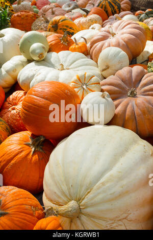 Fresh Pumpkins Displayed For Sale In Market Stock Photo