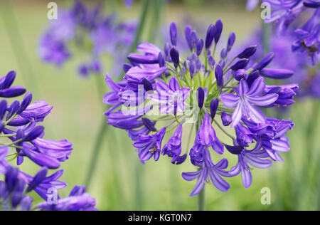 Agapanthus 'Maria' flowers. Stock Photo