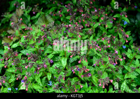 pulmonaria saccharata Mrs Moon, red, lungwort, closeup, plant portraits ,perennials, flowers, flower, flowering, spring, RM Floral Stock Photo