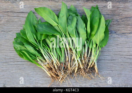 Big bunch of Wild garlic on old oak table, whole plant, leaves and bulbs, very healthy spring salad, also wellknown as Bear's garlic, or Devil's garli Stock Photo
