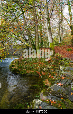 Autumn colours on the banks of the River Brathay, Clappersgate, Ambleside, Cumbria, England Stock Photo