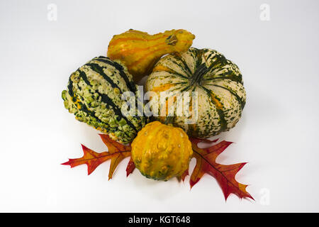 Four multi-colored gourds of yellow, orange, green and white on two colorful oak leaves Stock Photo