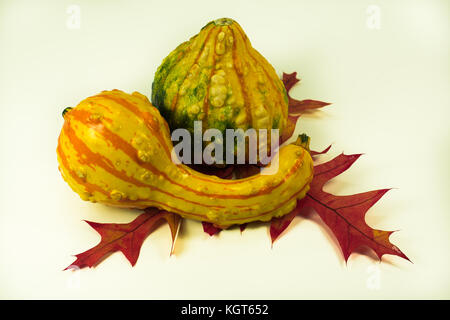 Two colorful gourds on three colored oak leaves Stock Photo