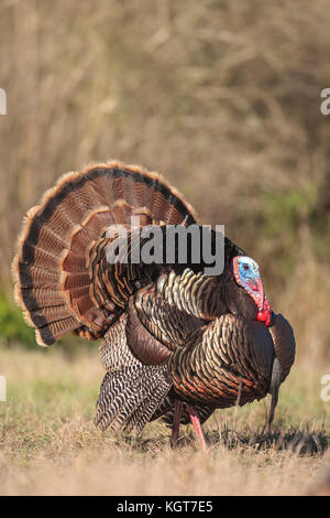 Rio-grande wild turkey during spring mating season Stock Photo