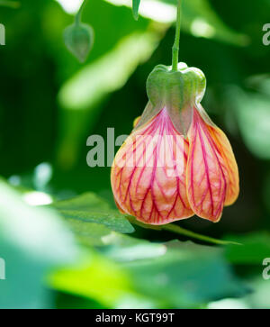 Single Abutilon Pictum aka Red Vein Indian Mallow, Chinese Lantern flower growing in it's natural garden setting with it's own foliage as the back dro Stock Photo