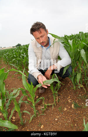 Agronomist looking at corn plant in field Stock Photo