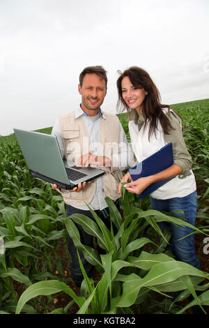 Reserachers working in corn field Stock Photo