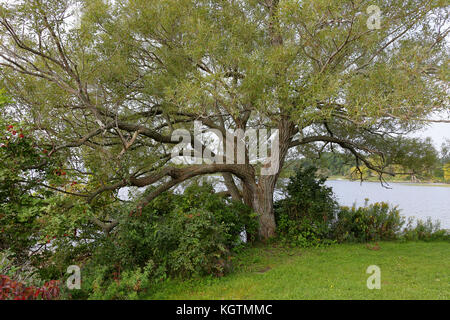 Large tree along the shore of the Saint Lawrence river Stock Photo