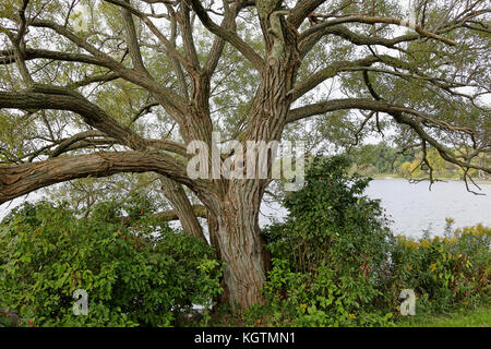 The center of a large tree along the shore of the Saint Lawrence river Stock Photo