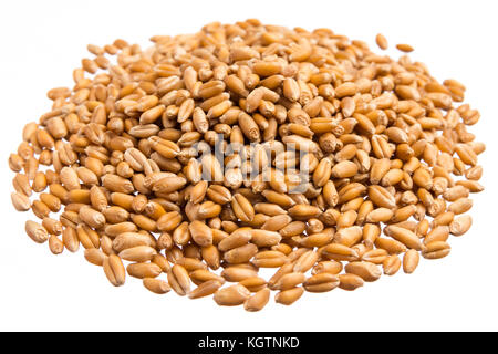 Triticum aestivum is scientific name of Wheat cereal grain. Also known ...