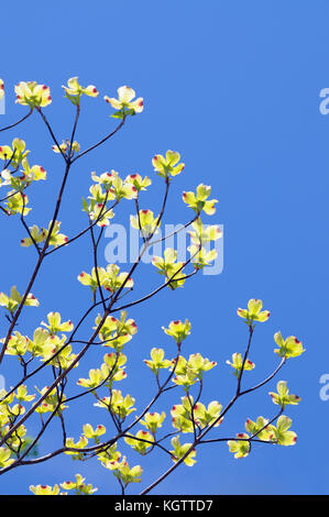 Flowering dogwood isolated isolated on clear blue sky. Rare yellow flowers with red tips, uncommon specimen. Stock Photo