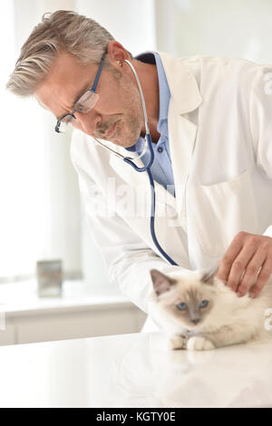Veterinary examining cat in clinic