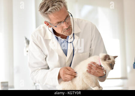 Veterinary ausculting cat with stethoscope Stock Photo