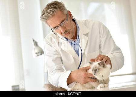 Veterinary ausculting cat with stethoscope Stock Photo