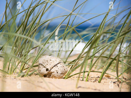 Dune Grass on the beach - macro Stock Photo